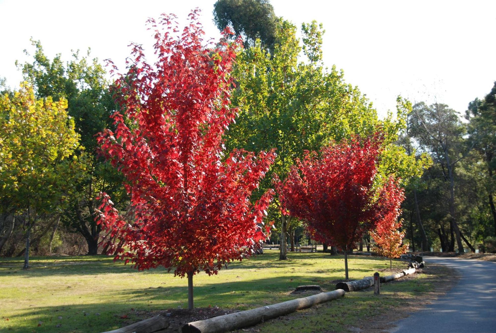 Beechworth Lake Sambell Caravan Park Exterior photo